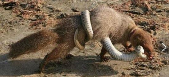 蛇的天敌蛇獴也叫蛇玝 免疫蛇毒能咬死眼镜蛇