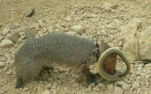 蛇的天敌蛇獴也叫蛇玝 免疫蛇毒能咬死眼镜蛇