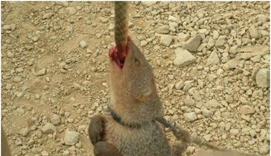 蛇的天敌蛇獴也叫蛇玝 免疫蛇毒能咬死眼镜蛇