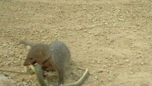 蛇的天敌蛇獴也叫蛇玝 免疫蛇毒能咬死眼镜蛇