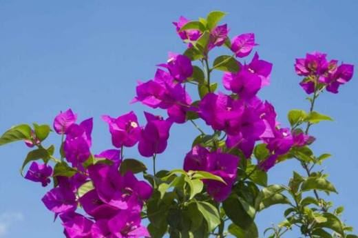 花期长的花有哪些？