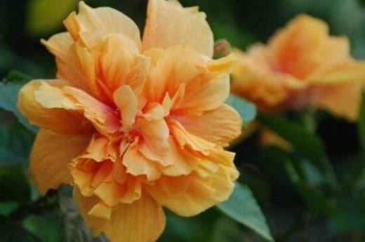 花期长的花有哪些？