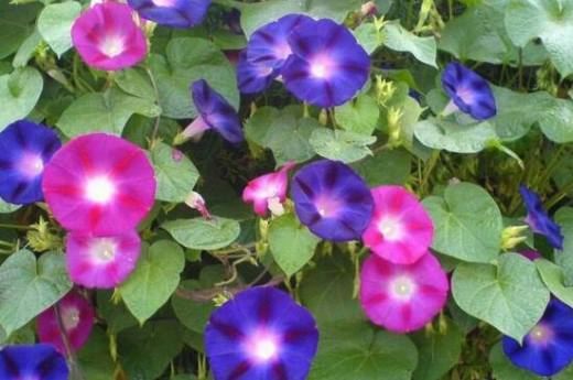 花期长的花有哪些？