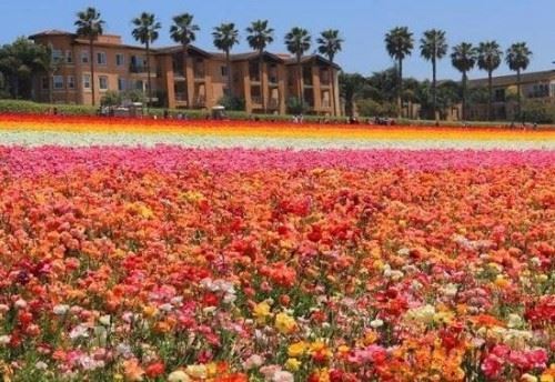 世界十大花海排名 全球最美的十大花海图片中国上榜2个