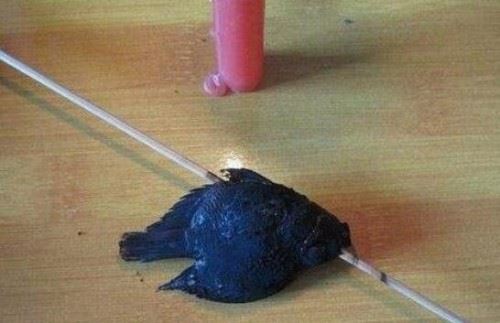 天涯曝光虐鱼女图片 女子直播烧烤金鱼给男友吃残忍