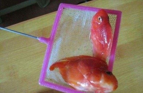 天涯曝光虐鱼女图片 女子直播烧烤金鱼给男友吃残忍