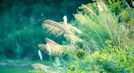 2022年立秋是早立秋还是晚立秋