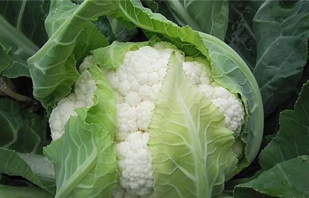 尿酸高不能吃什么 嘌呤高的食物一览表