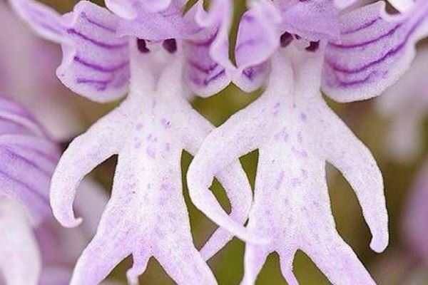 天下第一奇峰 贵州双乳峰少女逼真丰满的胸部