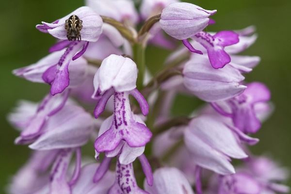 天下第一奇峰 贵州双乳峰少女逼真丰满的胸部
