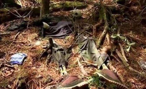 世界上有食人树吗 印尼食人树奠柏只是传闻(并不存在)