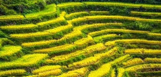 阡陌是什么意思？