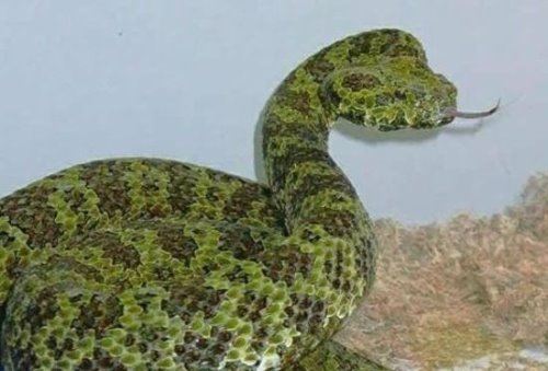 比熊猫都稀有的莽山烙铁头蛇 是世界最大毒蛇种(内附视频)