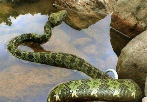 比熊猫都稀有的莽山烙铁头蛇 是世界最大毒蛇种(内附视频)