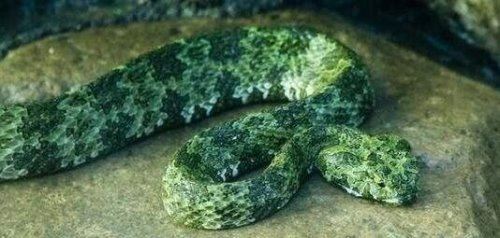比熊猫都稀有的莽山烙铁头蛇 是世界最大毒蛇种(内附视频)