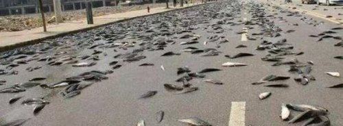 世界十大自然奇观 空中降鱼成为免费的午餐