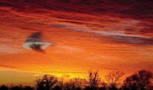 世界十大自然奇观 空中降鱼成为免费的午餐