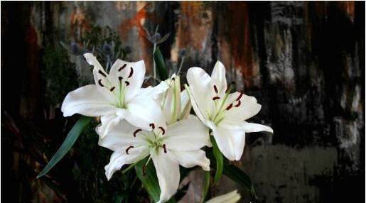 象征死亡的冥界四花 彼岸花是黄泉路上唯一的风景