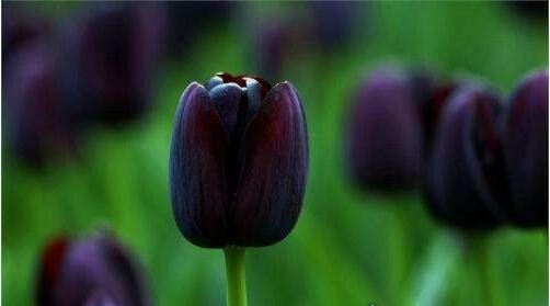 象征死亡的冥界四花 彼岸花是黄泉路上唯一的风景