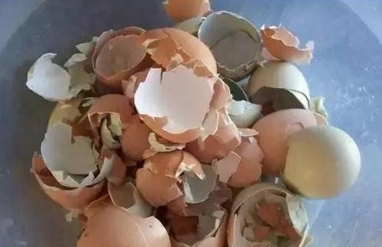 鸡蛋壳属于什么垃圾 属于湿垃圾类(是典型厨余垃圾)