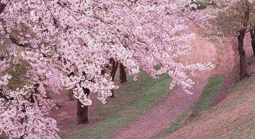 2022年武大樱花几月几号开