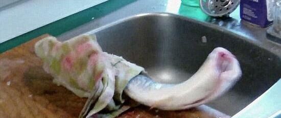 僵尸鱼死后仍然能抽搐 还有一种食人鲜血的七鳃鳗