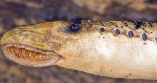 僵尸鱼死后仍然能抽搐 还有一种食人鲜血的七鳃鳗