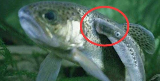 僵尸鱼死后仍然能抽搐 还有一种食人鲜血的七鳃鳗