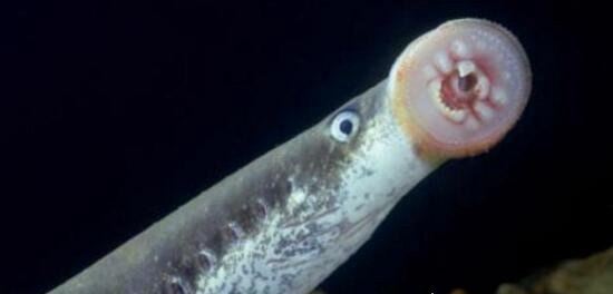 僵尸鱼死后仍然能抽搐 还有一种食人鲜血的七鳃鳗