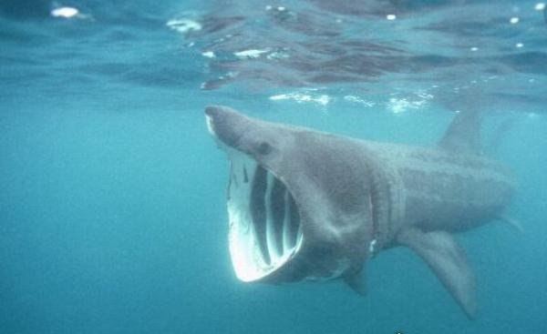 世界第二大鱼类姥鲨 体长达12米(被人类吃成濒危动物)