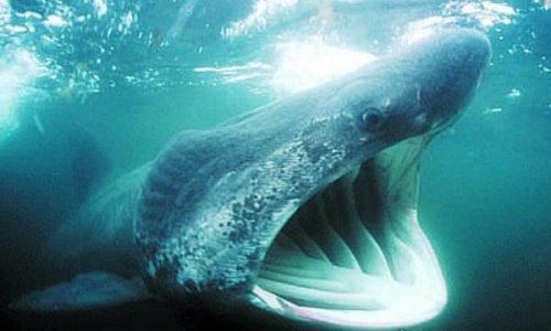 世界第二大鱼类姥鲨 体长达12米(被人类吃成濒危动物)
