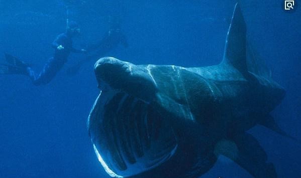 世界第二大鱼类姥鲨 体长达12米(被人类吃成濒危动物)