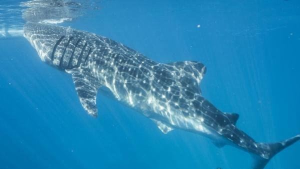 世界第二大鱼类姥鲨 体长达12米(被人类吃成濒危动物)