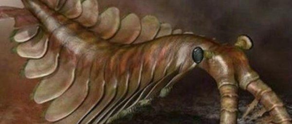 泥盆纪十大恐怖生物 邓氏鱼顶级掠食者鲨鱼都害怕