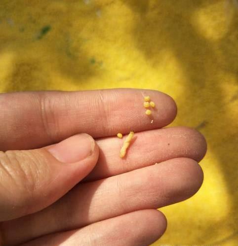 小米生虫子了怎么办?