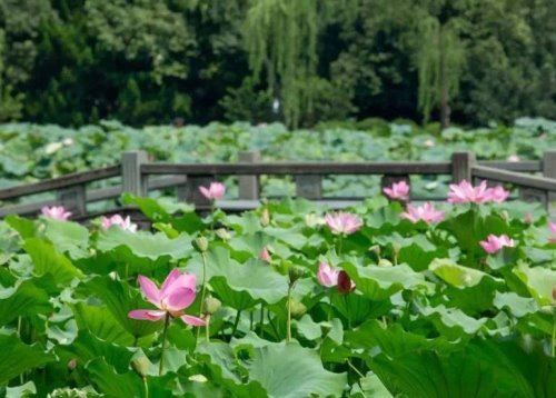 文人墨客意思是什么？