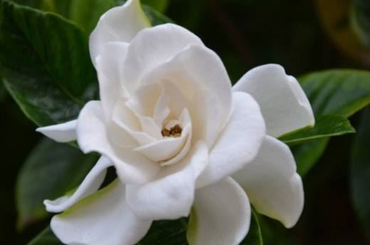 栀子花为啥不吉利