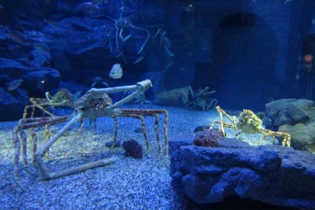 世界上最深的海沟 马里亚纳海沟被认为是地球表面最深处