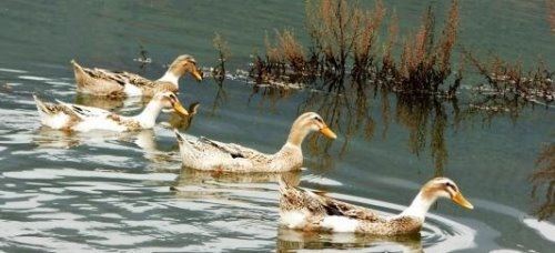 中国十大古筝名曲 古曲高山流水和汉宫秋月均上榜