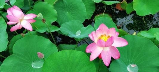 中国十大古筝名曲 古曲高山流水和汉宫秋月均上榜