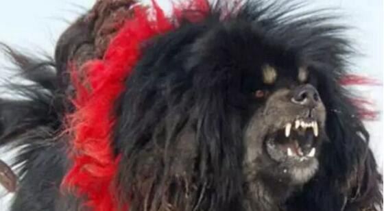 鬼獒VS青狼獒哪个更厉害 最强藏獒的终极对决