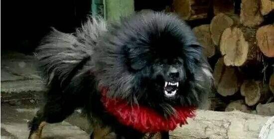 鬼獒VS青狼獒哪个更厉害 最强藏獒的终极对决