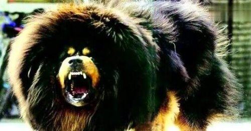 鬼獒VS青狼獒哪个更厉害 最强藏獒的终极对决