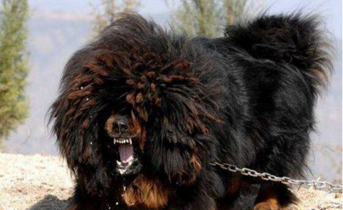 鬼獒VS青狼獒哪个更厉害 最强藏獒的终极对决