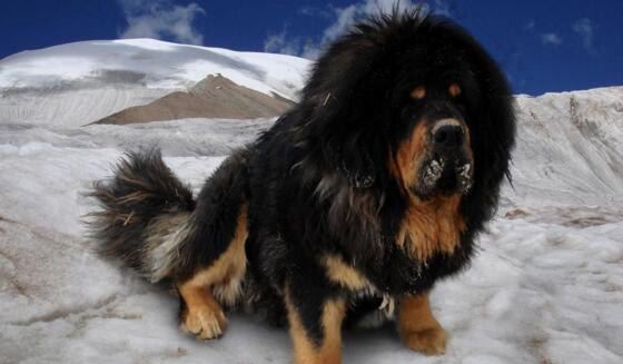 鬼獒VS青狼獒哪个更厉害 最强藏獒的终极对决