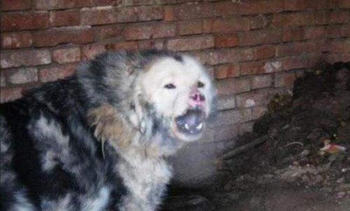 鬼獒VS青狼獒哪个更厉害 最强藏獒的终极对决