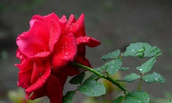 美国国花是什么 和英国国花一样都是玫瑰