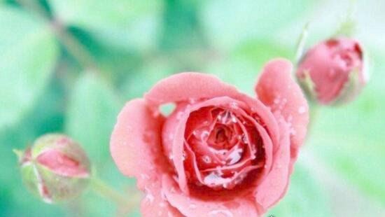 美国国花是什么 和英国国花一样都是玫瑰