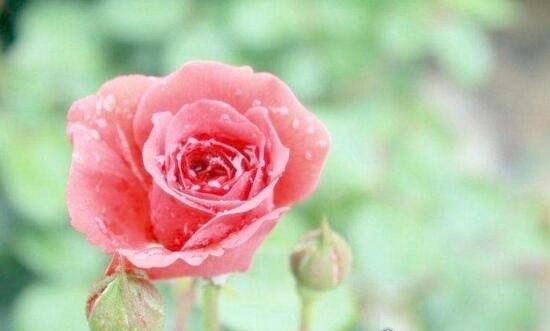 美国国花是什么 和英国国花一样都是玫瑰