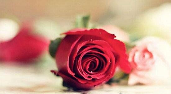 美国国花是什么 和英国国花一样都是玫瑰